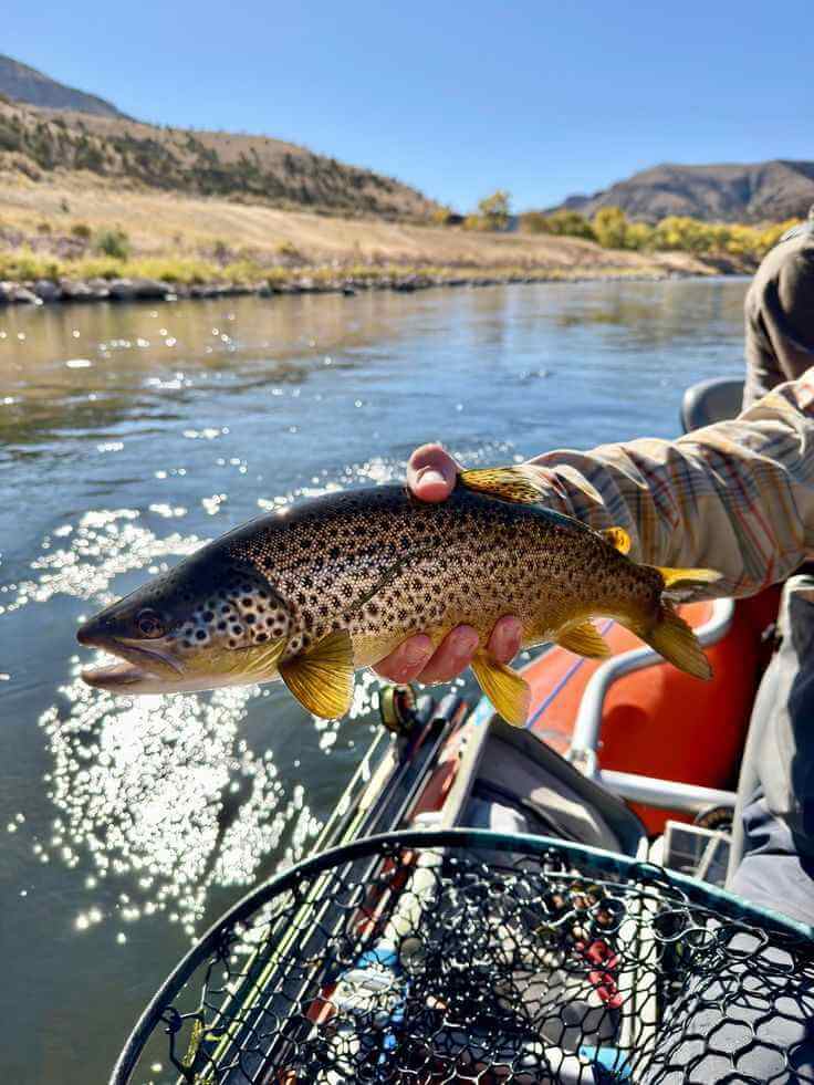 Selection of fishing lures and tackle laid out on a table
